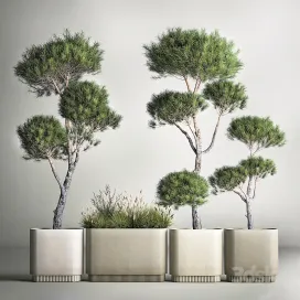 Plant collection